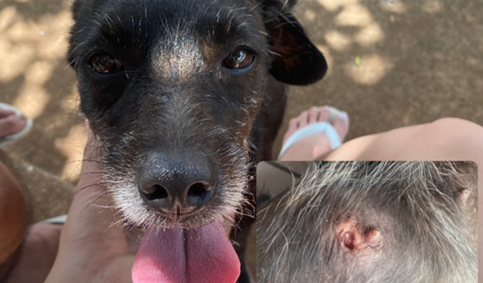 Operação da Neguinha 