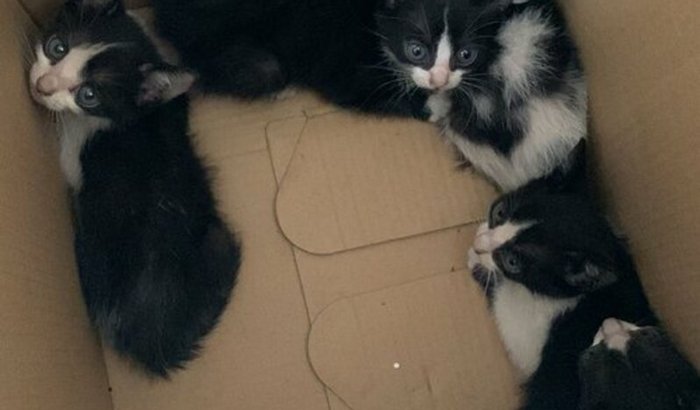 Ajude esses 5 gatinhos!