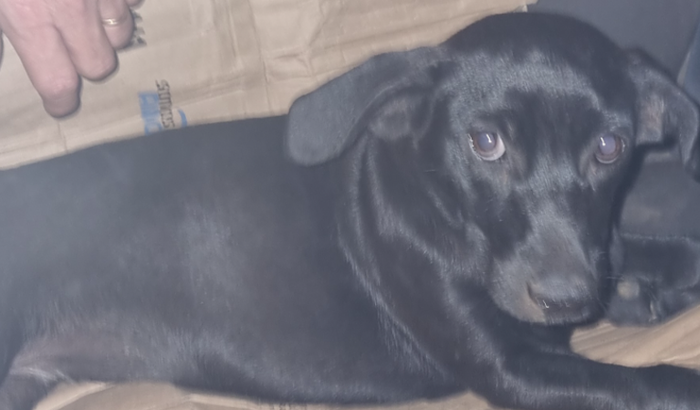 Campanha para a cirurgia da Belinha