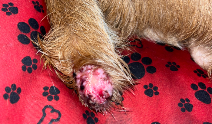 Ajuda na cirurgia do Sparky