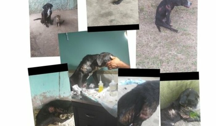 Continuar tratamento,está com a bacia quebrada 😔  