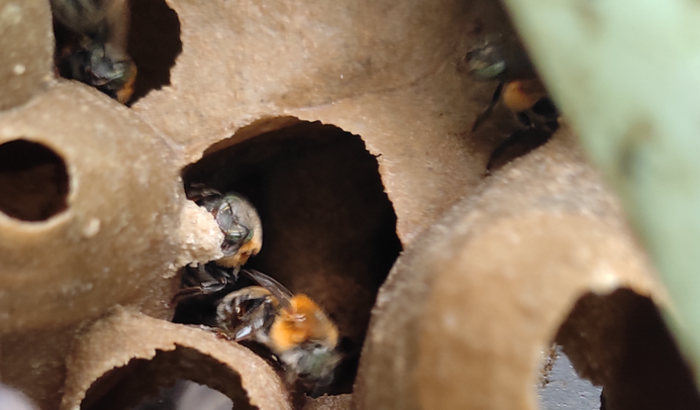 SOS ABELHAS NATIVAS DO BRASIL 