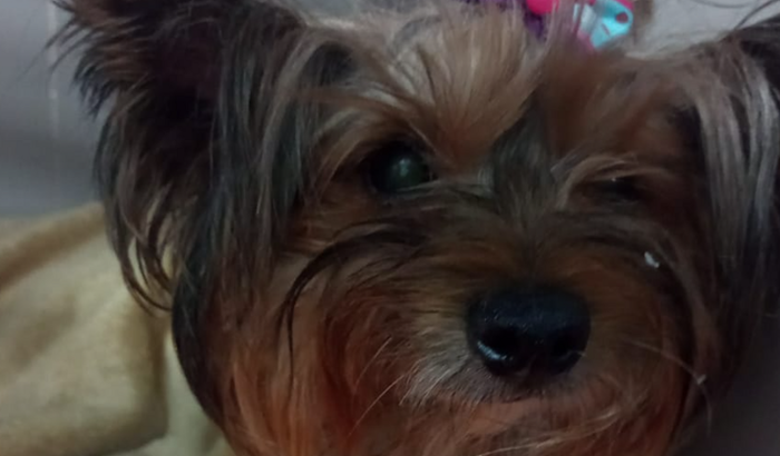 Vakinha solidária da Mila