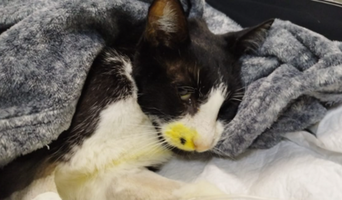 Ajude a salvar a vida do Tom