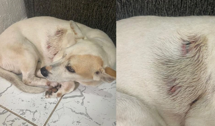Ajudar cachorro encontrado atropelado na rua 