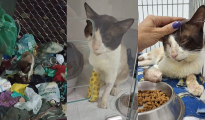 Ajude na recuperação do Léo