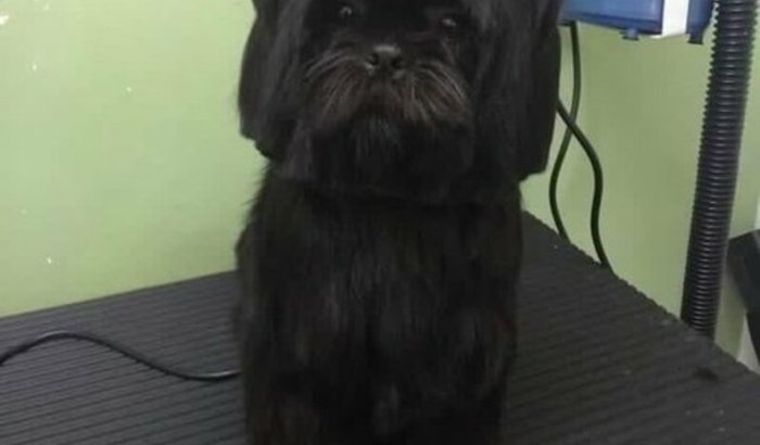 A Pandora precisa de você, contribua com esperança 