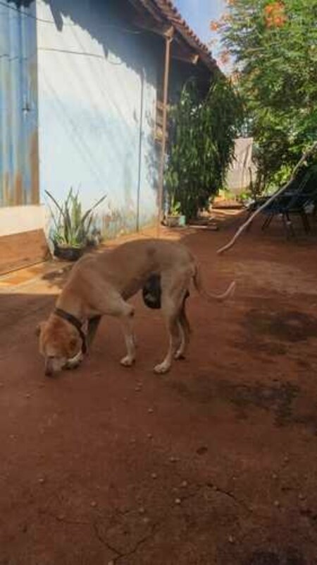 Cachorro com hérnia 