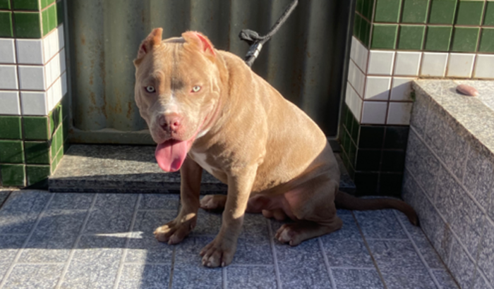 Cirugia de alto risco para meu cachorro 