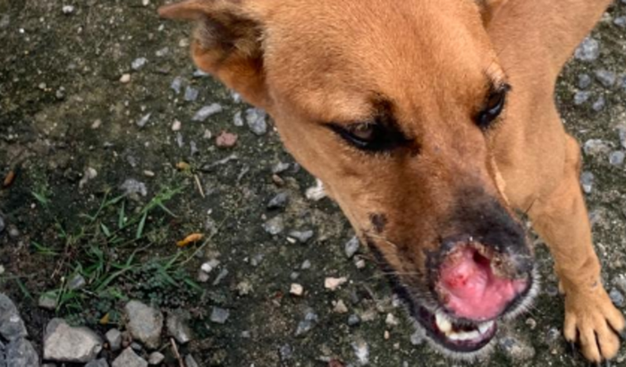 tratamento do tumor do pequenininho