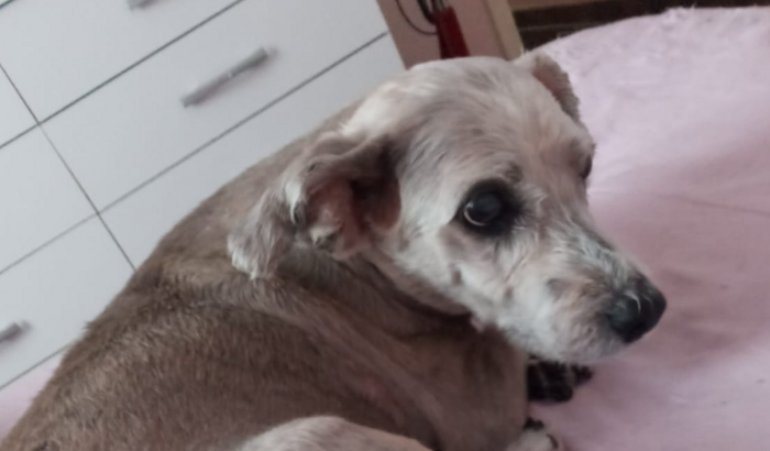 Me ajude a proporcionar uma vida melhor para Yuki