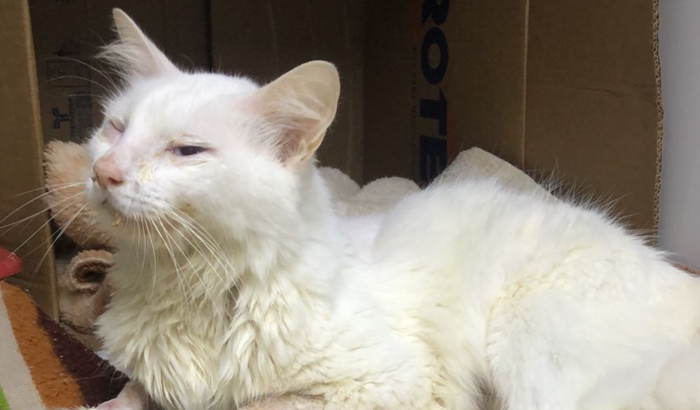 Recuperação do Thor