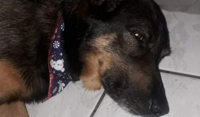 Ajudar o Ted no tratamento de pancreatite.