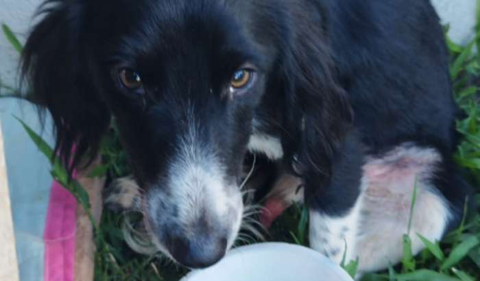 Cirurgia Múltiplas Fratura no Fêmur - GURI (Dog de rua)