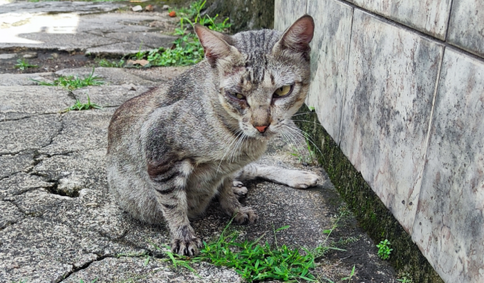 Peço ajuda! Gata Diana grávida de 4 filhotes foi atropelada