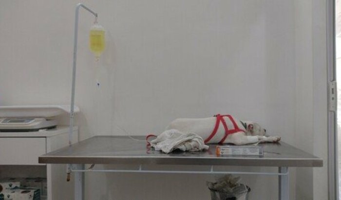 Ajude meu cachorro com Vírus