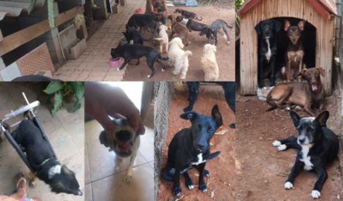 Apoio Projeto do Peu: Alimentar e medicar animais abandonados