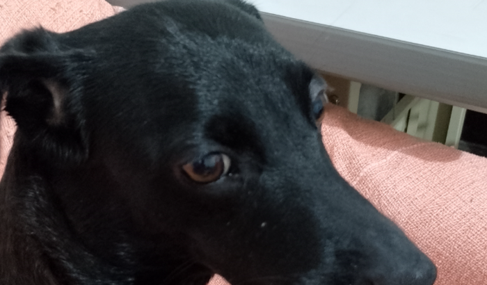 Ajuda para tratamento da minha filha de pelo Bárbara Helena (paciente renal crônica).