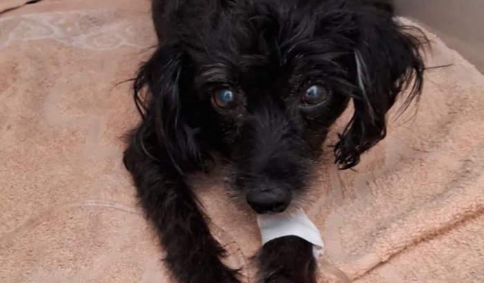 Tratamento da Lassie