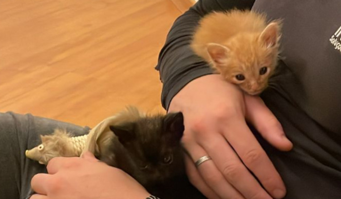 Ajuda Gatinhos abandonados