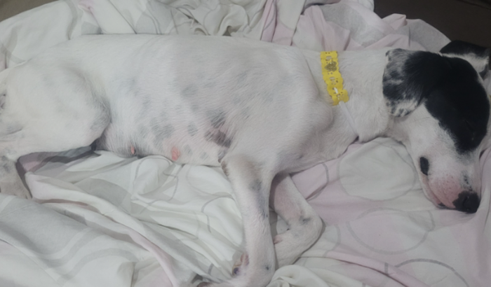 Ajuda custear tratamento da mel[ foi atropelada]