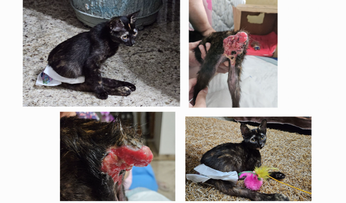 Ajuda para Canelinha