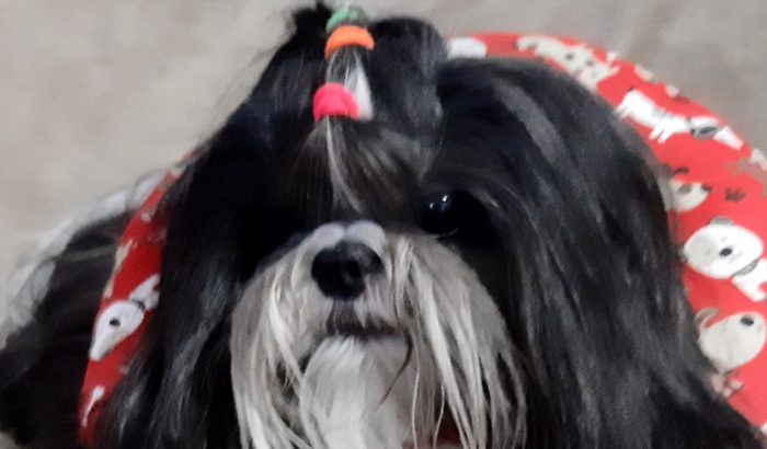 MINHAS CACHORRINHAS PEDEM SOCORRO