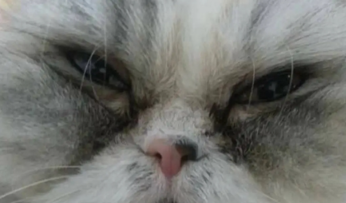 Ajudando a gatinha Kaka