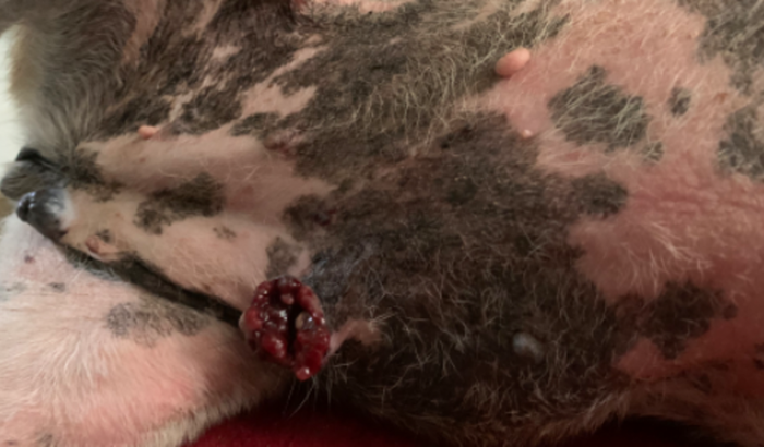 Ajude Athena a operar o peito com tumor exposto