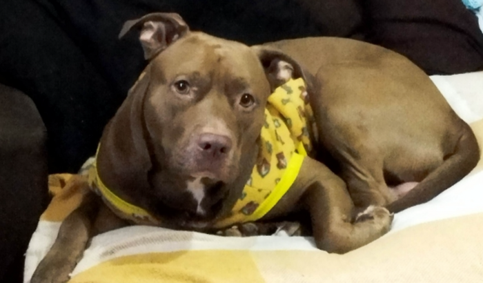 Ajudem a salvar a vida do cãozinho Zeus