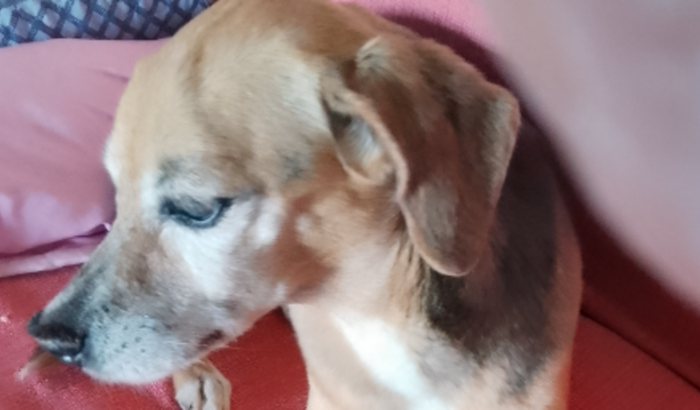 Cuidados especial da Pet Mel 