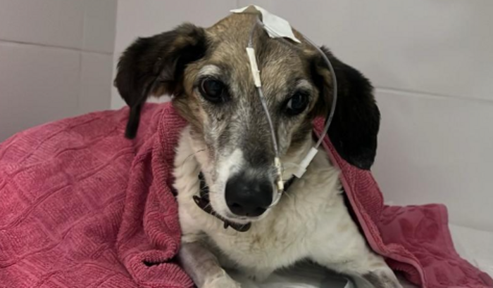 Ajude a Mel na sua luta pela vida