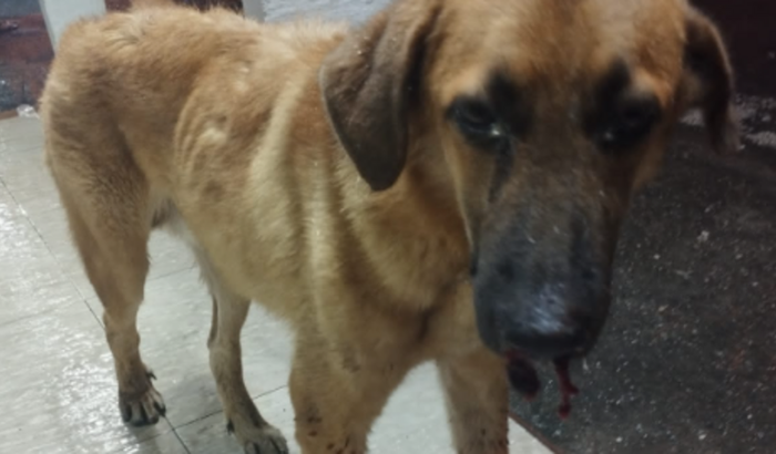 bolsa de sangue para o cachorro sheik (risco de morte) + exames