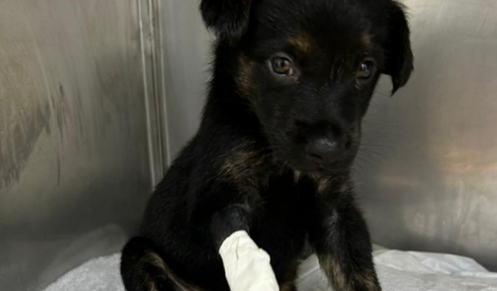 Pessoauuu, ajudem meus papais a quitar meu tratamento… 🙏🐕🦺