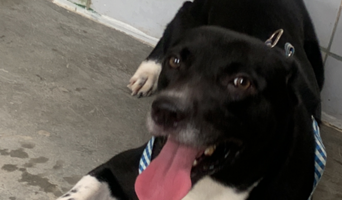 CIRURGIA DE SIRIÚS ( COLOCEFALECTOMIA)