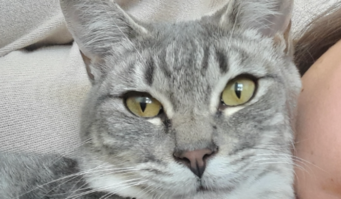 Ajude o Faísca 🙏🏻🐱✨️