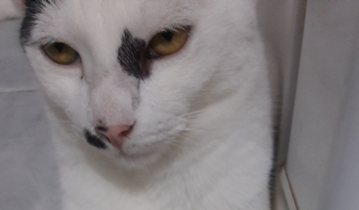 Salvando a vida da gatinha frida 