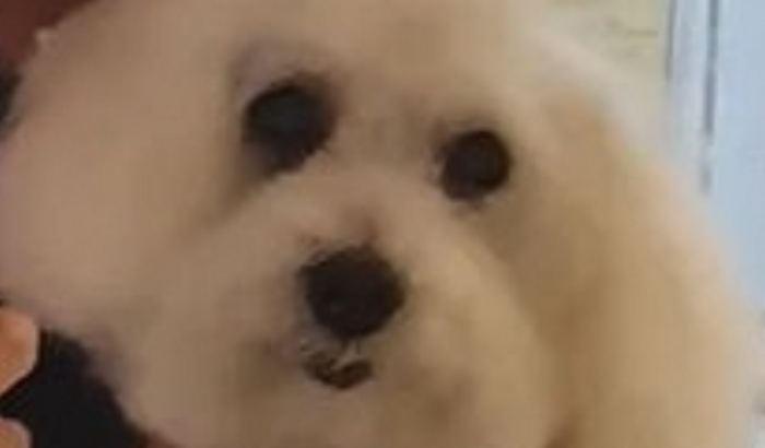 Tratamento de Florinha