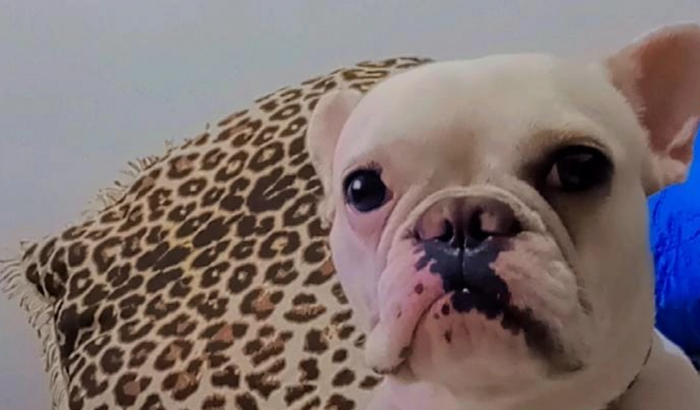 ARRECADAÇÃO cirurgia de Pandora