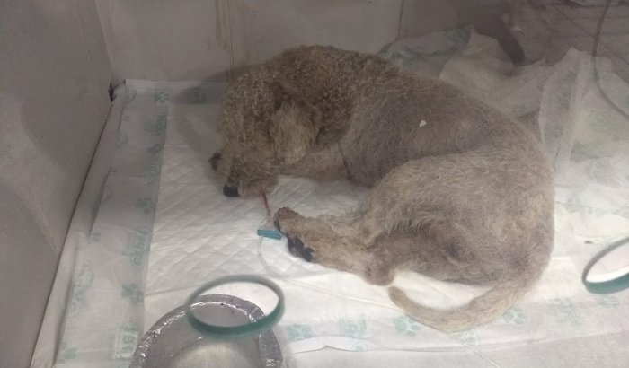 AJUDA / ATROPELAMENTO / CACHORRO EXTREMAMENTE MACHUCADO