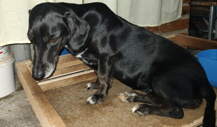 AJUDA PARA CUSTEAR MEU TRATAMENTO