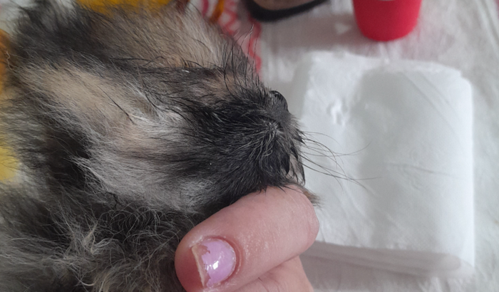 Ajude Salvar a Violetinha