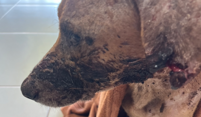 Ajuda para custear o tratamento do Vitinho