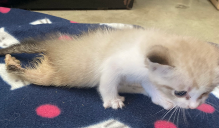 Ajude o fumacinha,precisa de um raio x para descobrir o motivo de arrastar a patinha traseira