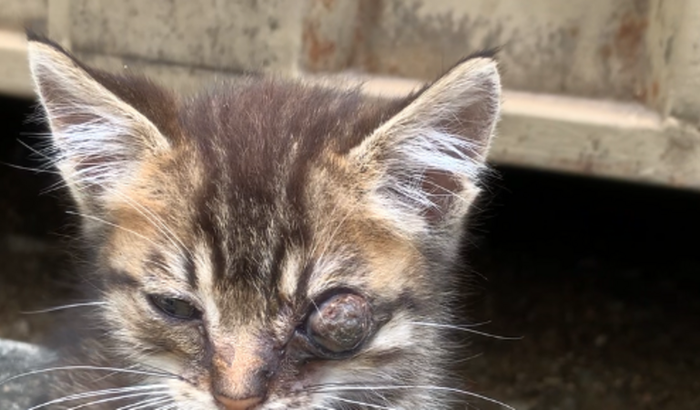 Ajuda para custear a cirurgia do gatinho
