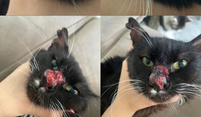 Ajude o Teixeira a Vencer a Esporotricose