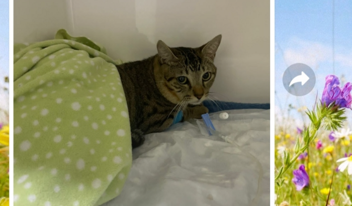 Cirurgia do gato Koda