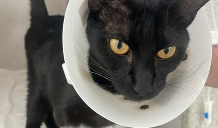 Ajuda para cirurgia do Darius 