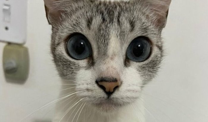 Tratamento contra anemia e transfusão de sangue