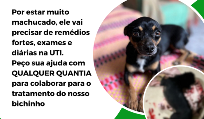Ajuda para a recuperação do Perrito 